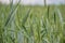 Green wheat (Triticum) field on blue sky in springtime. Close up of unripe wheat ears. Slovakia