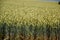 Green wheat (Triticum) field on blue sky in summer. Close up of unripe wheat ears