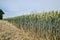 Green wheat (Triticum) field on blue sky in summer. Close up of unripe wheat ears