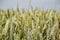 Green wheat (Triticum) field on blue sky in summer. Close up of unripe wheat ears