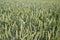 Green wheat (Triticum) field on blue sky in summer. Close up of unripe wheat ears