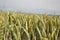 Green wheat (Triticum) field on blue sky in summer. Close up of unripe wheat ears