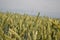 Green wheat (Triticum) field on blue sky in summer. Close up of unripe wheat ears