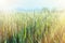 Green wheat - unripe wheat (wheat field)