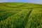 Green wheatfield with line pattern from vehicle tracks