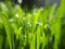 Green Wheatgrass -closeup