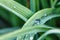 Green Wheatgrass grass close-up dew drops, soft focus