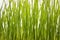 Green wheatgrass growing abstract