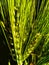 Green wheats closeup exposed to sunlight