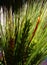 Green wheats exposed to sunlight