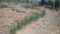 Green Wheats on Field. Outdoor Photo.