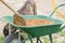 Green wheel barrow full of sand in the garden or construction site