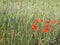 Green wheet field with flowers