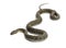 Green Whip Snake, Hierophis viridiflavus, isolated