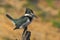 Green and white bird Amazon Kingfisher, Chloroceryle amazona, sitting on the branch, Baranco Alto, Pantanal, Brazil