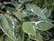 Green with white border beautiful leaves of bush Ð¡ornus alba Elegantissima.