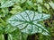 Green-white caladium varieties.