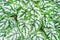 Green and white color leaves of Dumb cane or Dieffenbachia, beautiful and popular.ornamental plants