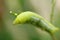 Green and white doted caterpillar