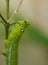 Green and white doted caterpillar