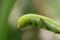 Green and white doted caterpillar