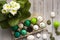 Green and white Easter eggs in egg cartonand white primuline in a pot. Candle egg, gypsum egg, poultry egg with ground