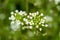 Green white flower weed grass shepherds purse