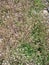 Green white flower weed grass shepherds purse Capsella bursa pastoris as background