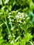 Green white flower weed grass shepherds purse or Capsella bursa pastoris as background image