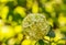 Green white flowers Viburnum opulus Roseum - Snowball. Inflorescence ornamental shrub close-up