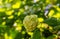 Green white flowers Viburnum opulus Roseum - Snowball. Inflorescence ornamental shrub close-up