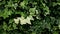 Green and white of Goldchild ivy (Hedera Helix) leaves background vintage. Star shape.