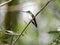 A green and white hummingbird,Andean Emerald, perching on a leafy branch in Mindo,in the Andes mountains of Ecuador.