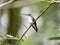 A green and white hummingbird,Andean Emerald, perching on a leafy branch in Mindo,in the Andes mountains of Ecuador.