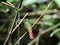 A green and white hummingbird,Andean Emerald, perching on a leafy branch in Mindo,in the Andes mountains of Ecuador.