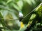 A green and white hummingbird,Andean Emerald, perching on a leafy branch in Mindo, Ecuador.