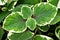 Green-white leave ,foliage Variegated Indian Borage ,Plectranthus amboinicus Variegatus ,Tropical Oregano ,Cuban Oregano, Ajwain H