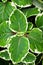 Green-white leave ,foliage Variegated Indian Borage ,Plectranthus amboinicus Variegatus ,Tropical Oregano ,Cuban Oregano, Ajwain H