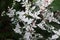 green white leaves  found in the villa courtyard