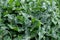 Green and white leaves of the italian arum, Arum italicum or italienischer Aronstab