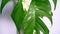 Green and white leaves of native plant Monstera called Epipremnum pinnatum variegated