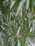 Green and white. leaves and snow. bamboo tree
