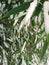Green and white. leaves and snow. bamboo tree