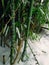 Green and white. leaves and snow. bamboo tree