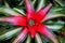 Green and white Neoregelia 'Fireball' tropical plant with red center