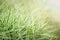 Green and white Phalaris arundinacea leaves. Beautiful blurred natural background with place for text, copyspace
