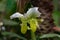 Green and white Slipper Orchid, Venus Slipper, Paphiopedilum Clair de Lune `Edgard van Belle`