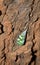 Green and white spotted Plant hopper beetle on a tree