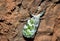 Green and white spotted Plant hopper beetle on a tree