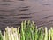 Green and white types of asparagus sprouts on wooden table.  Top view